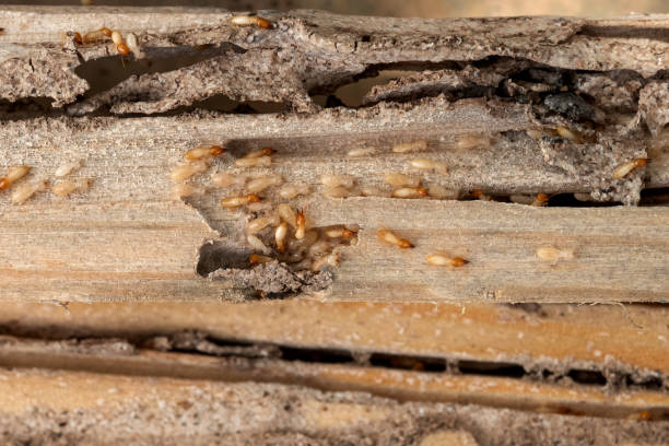 Best Pest Inspection Near Me  in Naugatuck, CT