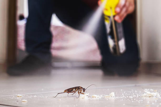 Best Wasp Removal Services  in Naugatuck, CT