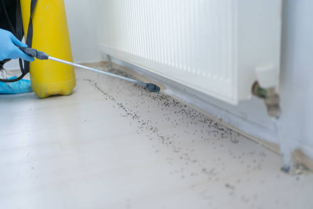 Best Cockroach Control Services  in Naugatuck, CT